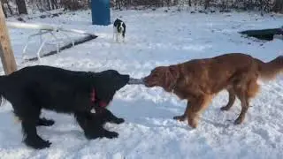 Dog School at Mountainside Mutts | Nicki P running the show