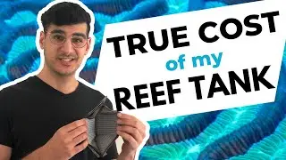 Can You Afford a Pico Reef Tank? - A breakdown of my take startup cost
