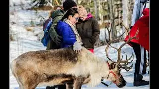 Take a Walk With Reindeer at Running Reindeer Ranch