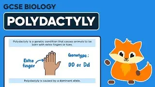 Inherited Disorders: Polydactyly - GCSE Biology