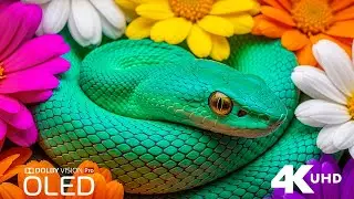Animals 4K – Ultimate Wildlife Relaxation Film with Gentle Instrumental Music