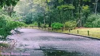Peaceful Relaxing&nbsp;&nbsp;Rain Sounds For Sleeping 🌿Stop Over thinking, Stress Relief Sounds, Calming Sound