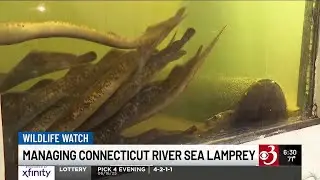 Fish ladders in action on the Connecticut River