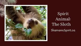 Animal Spirit Guide: The Sloth (Shamanic Power Animal). Sloth Symbolism