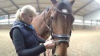 Vlog #11 Hippisch Centrum Hoeksche Waard