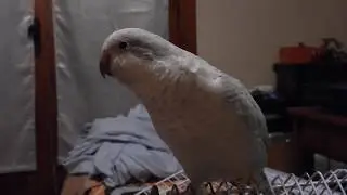 Quaker Parrot Luna with Blue Opaline Mutation.