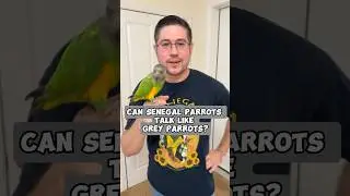 Can Senegal Parrots Talk Like African Grey Parrots?