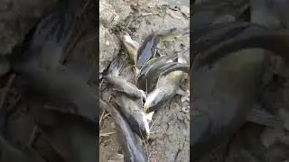 #ikanbaung #bebeong #mancingbaung  #shortvideo #shorts #short #mancing