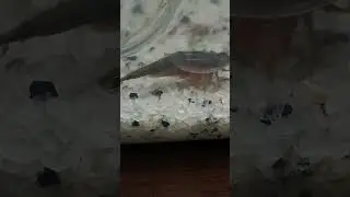 щитень с мешочком цист
