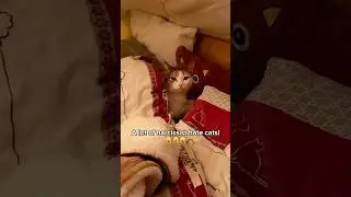 The reason why a lot of narcissists hate cats 🙀 #catfacts #catlove #cats #catparents #catpeople