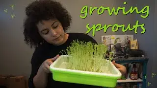 Testing Out My New Sprouting Tray│ Homegrown Sprouts