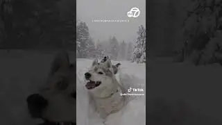 Huskies play in deep snow as blizzard strikes Tahoe