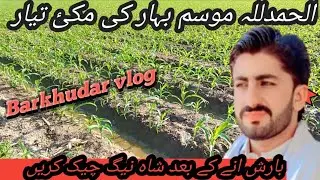 Mausam Bahar ki makai tihar//#barkhudar vlog#