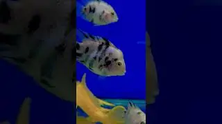 Convict Cichlid | Fearless Striped Aquarium Fish #shorts | Liana Fish