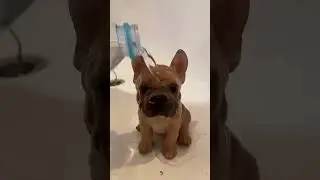 How to grow a dog 🐾 🐶 #dog #dogmagic #dog