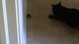 Cat Catches Mouse - Breakfast