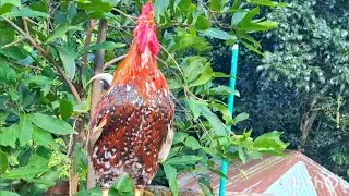 Rooster calling sound