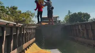 Life in the Countryside | Rice Harvest Season in Vietnam  | Vận chuyển l&uacute;a bằng ghe t&agrave;u ở miền t&acirc;y