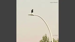 Midnight Council Blues