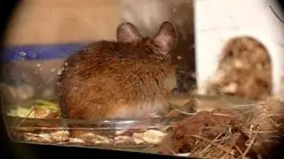 Waldmaus