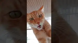 Kedi ka&ccedil;ıran ses Kedi sesi #keşfet #cat