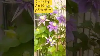 Clematis &ldquo;Taiga&rdquo; - In my garden 💜 #relaxingmusic #cottagegarden #gardening #cottagecore #clematis