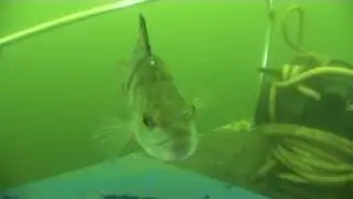 Wraysbury Perch and Pike
