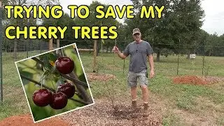 Saving my cherry trees from transplant shock - With Root stimulator