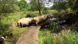 Schaapskudde passage over knuppelpad - Olens Broek 14/05/2016