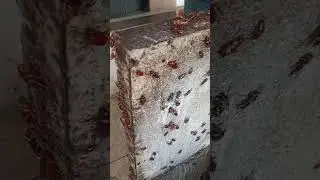 cockroach 🪳 pest control services