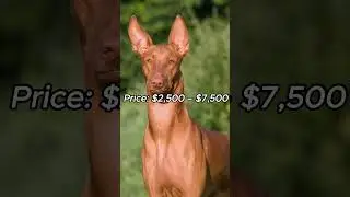 Top 10 Most Expensive Dogs  #top10 #facts #money #dogs #expensive