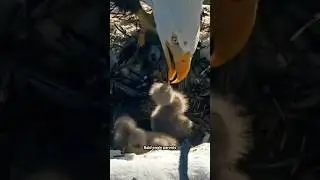 Big Bear bald eagle parents have third chick #shorts
