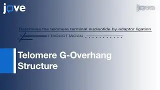 Examination Of Telomere G-Overhang Structure: Trypanosoma brucei l Protocol Preview
