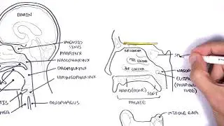 Anatomie ORL
