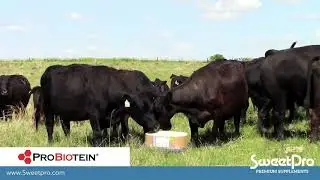 SweetPro - The Right Ingredients in the Right Block - RFDTVs American Rancher 2019
