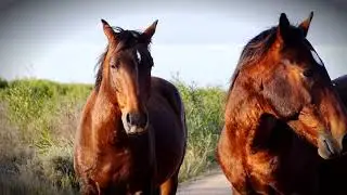 Things To Do In Kleinmond ROOISAND Dog Walk ( 2018 )