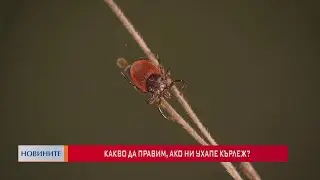 Какво да правим, ако ни ухапе кърлеж?