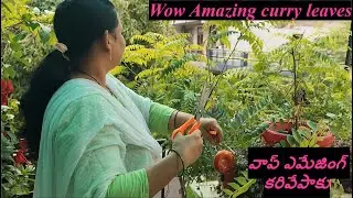 Video11:Wow Amazing Curry leaves || వావ్ అమేజింగ్ కరివేపాకు