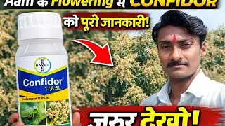  Aam Ke Flowering Mein Confidor Liquid Ka Sahi Use | Imidacloprid 17.8 SL | Mango Farming 2026