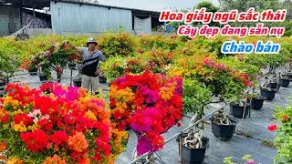 Hoa giấy ngũ sắc thái tàn đẹp đế cao đang búp nụ..17/01😘📲 0708.749.452.Thanh-Hùng 