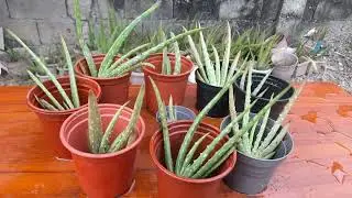 How To Propagate Aloe Vera Fast