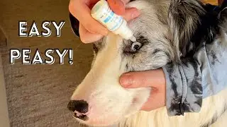 How to Administer / Give Eye Drops to Dogs (even for dogs that HATE it!)