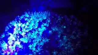 Fluorescent Coral on a night dive