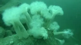Diving Ard na Cuile, Sound of Kerrera