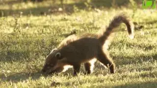 Buscaespecies: Coat&iacute;