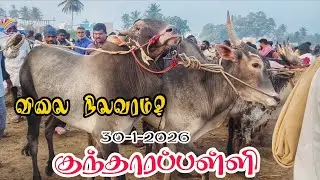 30-1-2026 கிருஷ்ணகிரி மாவட்டம் குந்தாரப்பள்ளி வெள்ளி கிழமை சந்தை விலை நிலவரம்? 