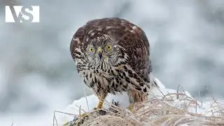 WILD WALES | The Battle to Survive in the UK&rsquo;s Most Challenging Forests &ndash; Wildlife Documentary