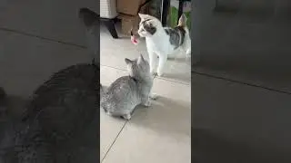 Children playing with cats🐱🐱 #cat #catvideos #threecats #matercat