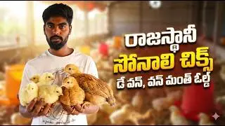 sonali chicken farming | Sonali farm vs Broiler farm