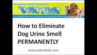 How To Eliminate Dog Urine Smell Permanently | Simple step by step video